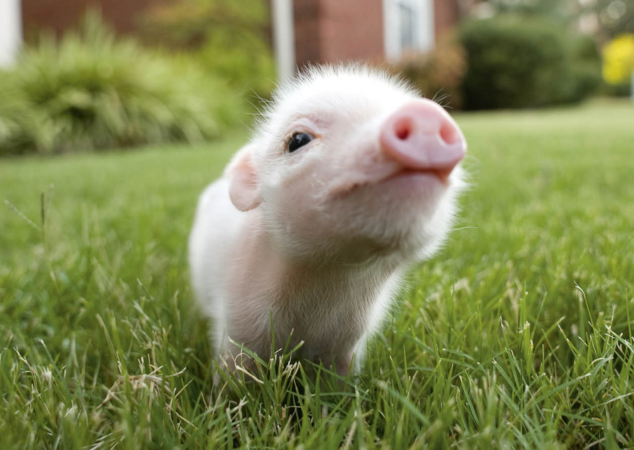 Ein Minischwein im Gras