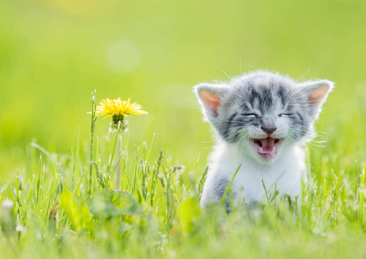 Babykatze im Gras gähnt
