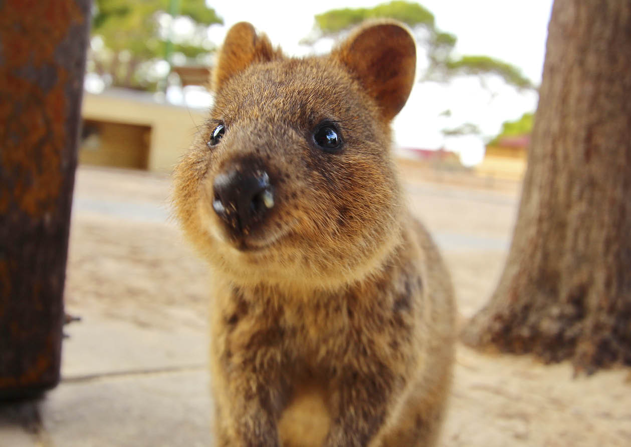 Ein Quokka schaut direkt in die Kamera