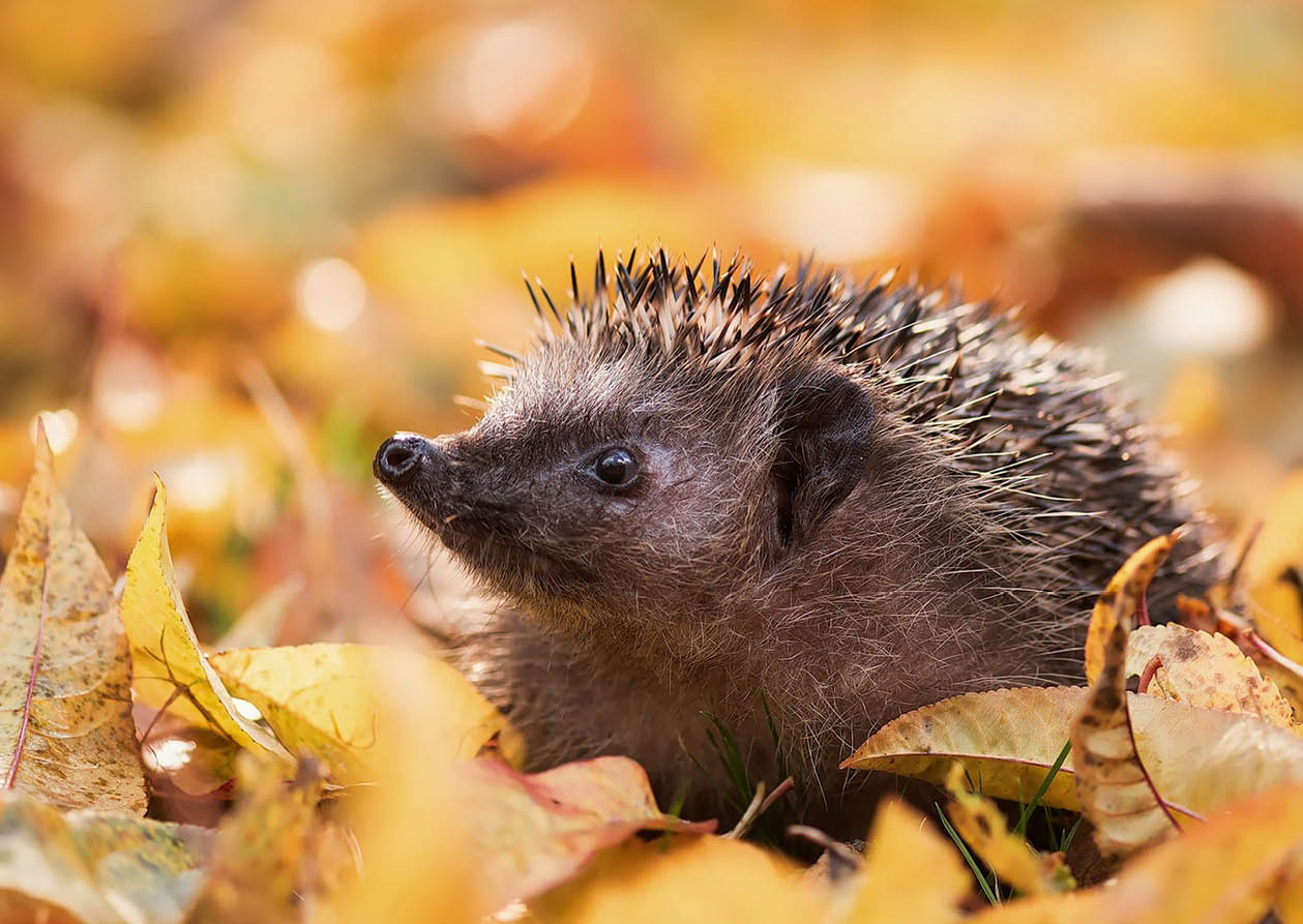 Ein Igel im Herbstlaub